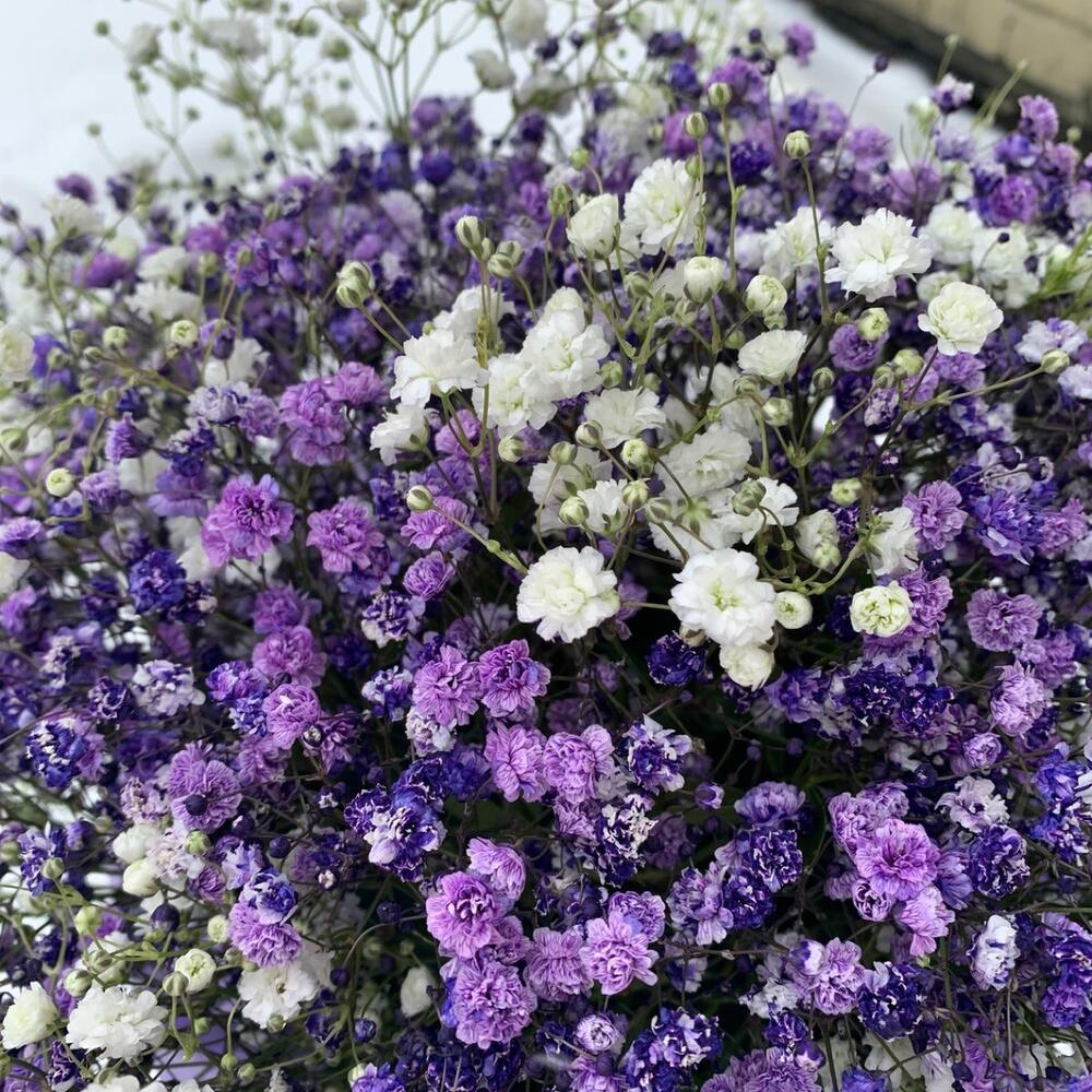 Шляпная коробка с радужной гипсофилой Шляпная коробка с радужной гипсофилой