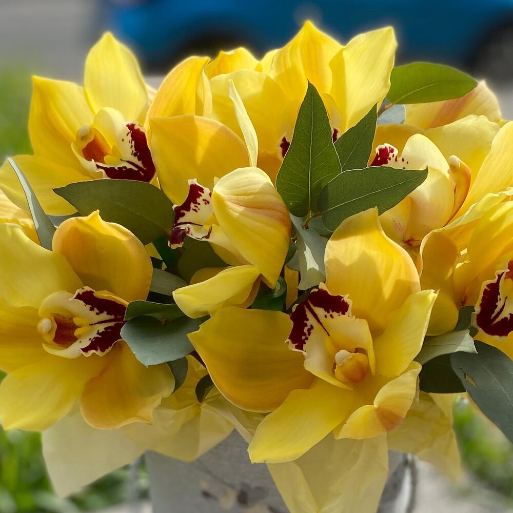 Теплые орхидеи в шляпной коробке Теплые орхидеи в шляпной коробке