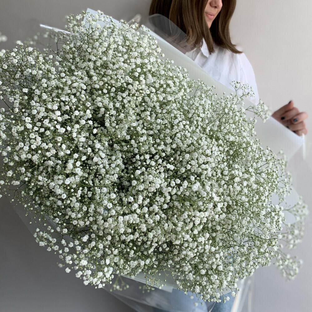 Облочко гипсафилы